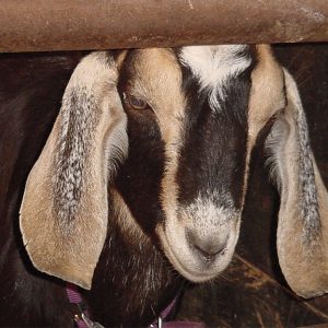 goat head under fence railing