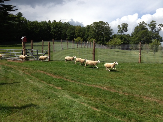 sheep running in a pasture