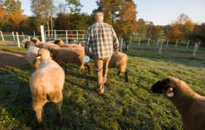 sheep producer with his flock