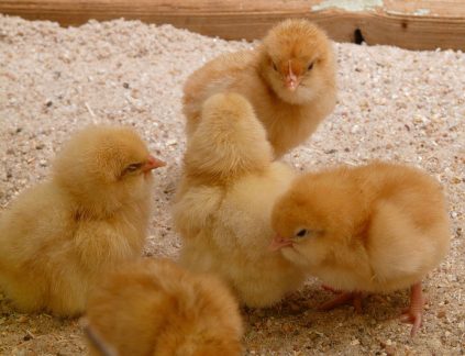 Poultry - Cooperative Extension: Livestock - University of Maine ...