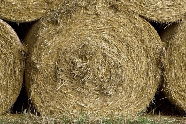 Got Livestock, Need Hay? Cooperative Extension Livestock