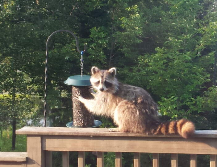 racoon at a bird feeder