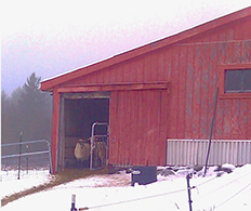 A sheep standing inside doorway of a red barn.There is snow on the ground outside of the barn,