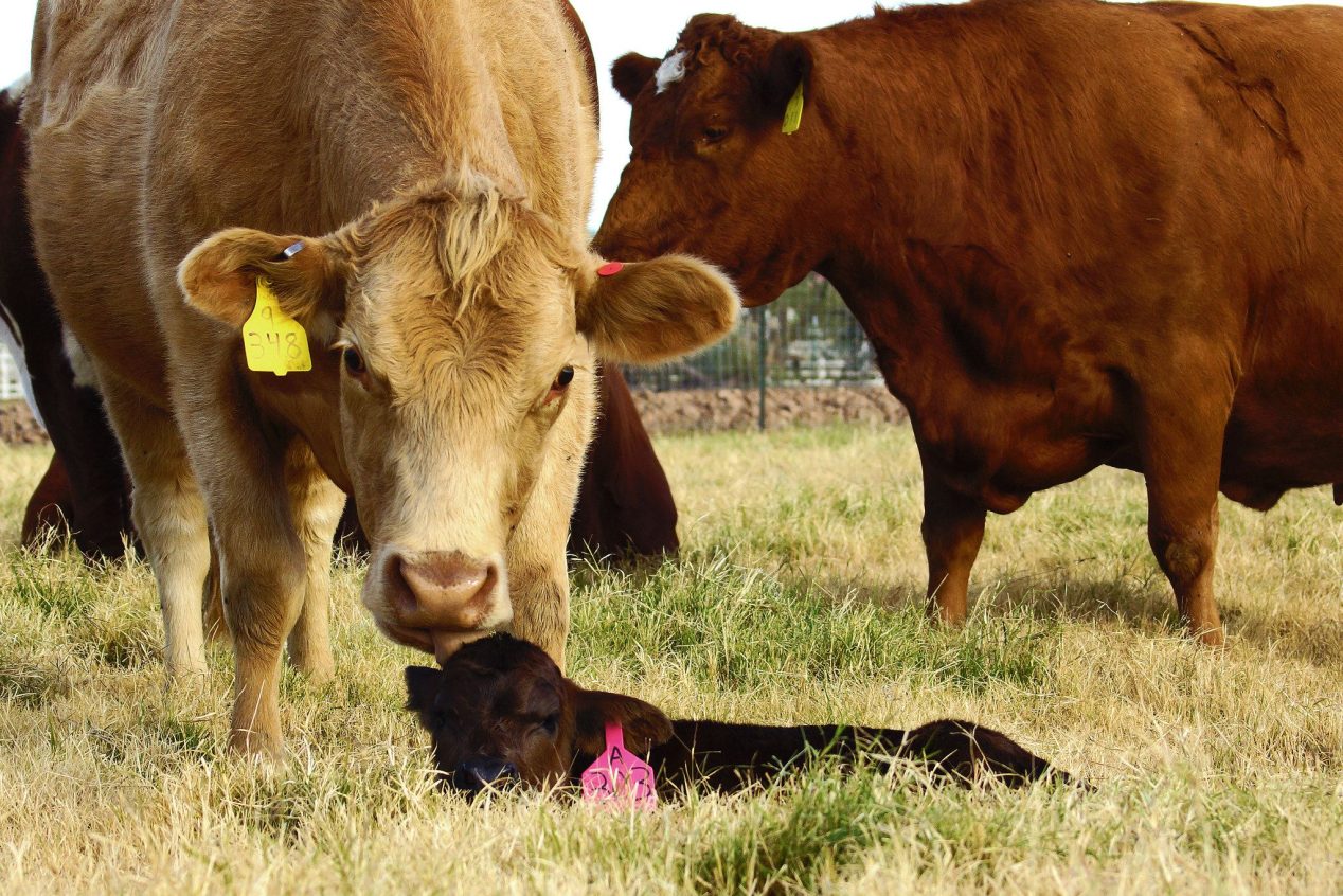 Beef Quality Assurance Training And Winter Feeding Beef Cattle ...