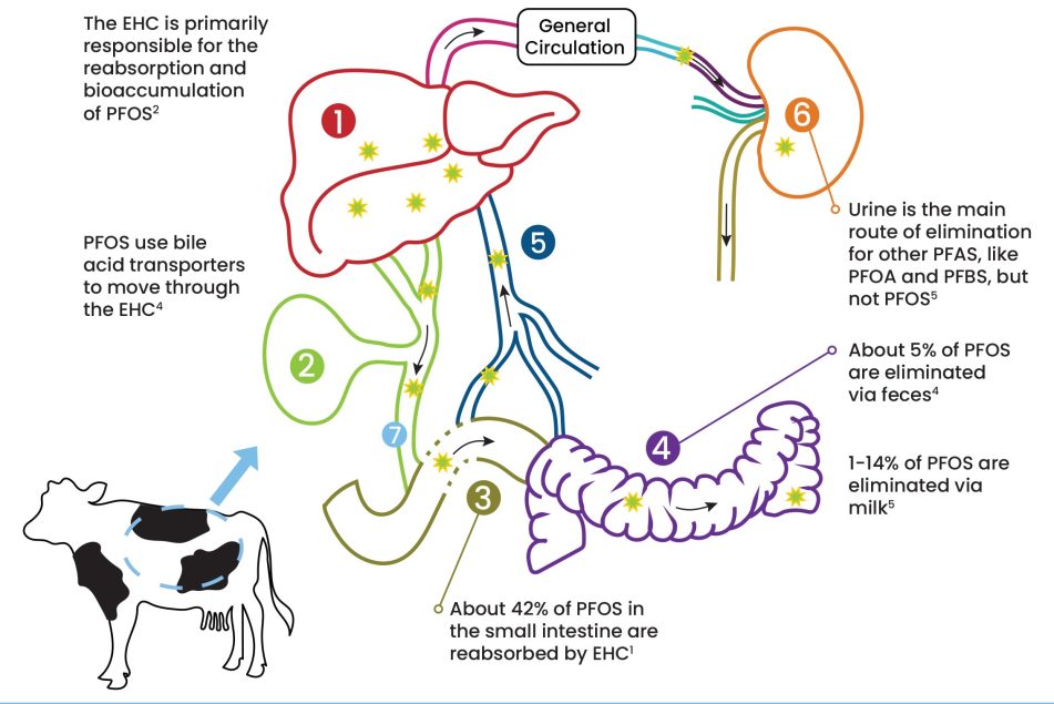 PFAS and Dairy Animals - Cooperative Extension: Livestock - University ...