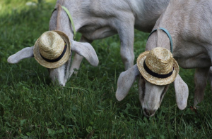 Goats in Hats