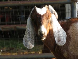 Goat closeup