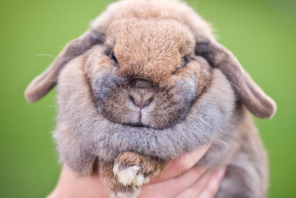 a floppy eared rabbit from a rabbit project