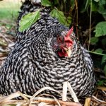 Barred Plymouth Rock chicken sitting on straw beside green foliage.