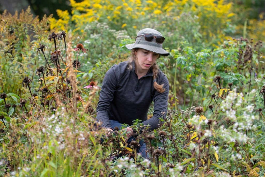 a farmer crouching in a flower garden in the Fall once the flowers have passed