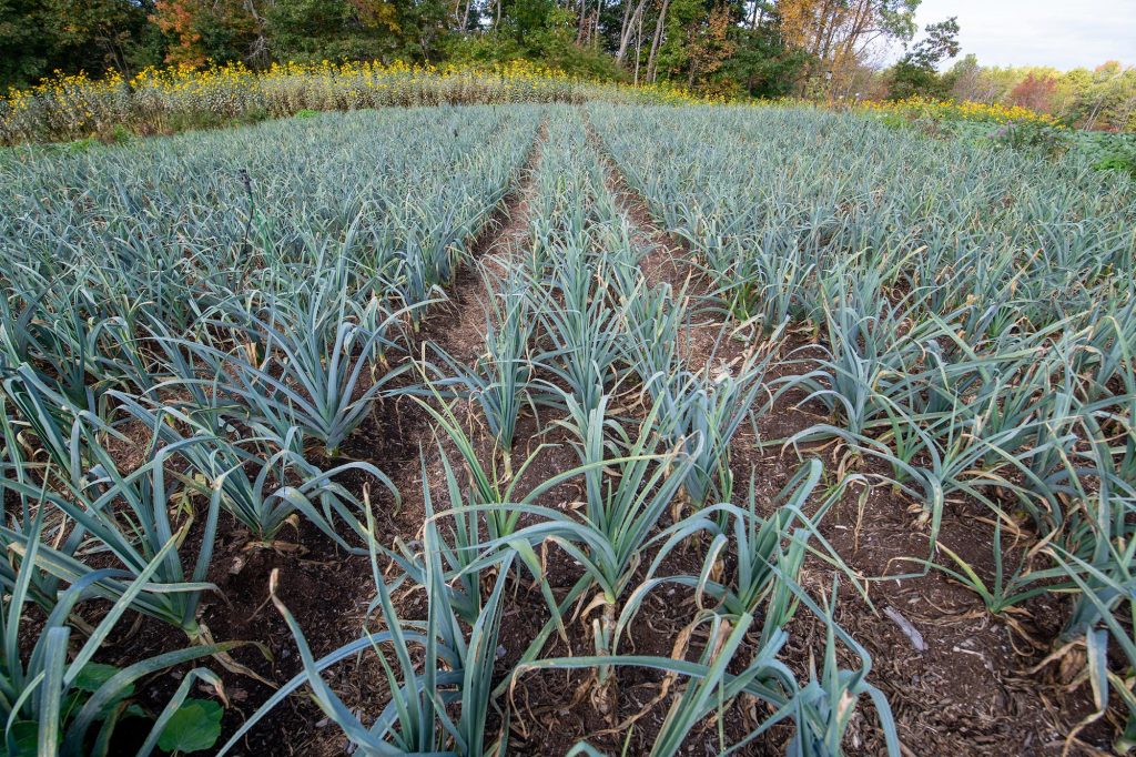 a field on a farm, planted in the Fall