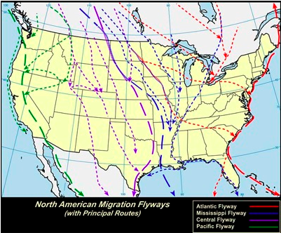 Map of major flyways of North American migratory birds