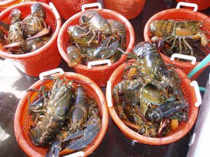Lobsters in buckets