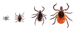 From left to right: larva, nymph, adult male and adult female deer ticks