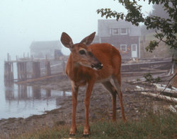 Deer, a host for deer ticks