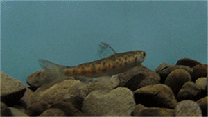 animated gif showing swimming salmon