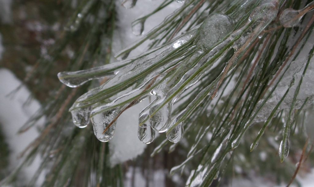 ice on pine needles