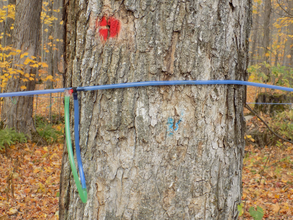 maple tree that is marked and is tapped with a hose to collect sap