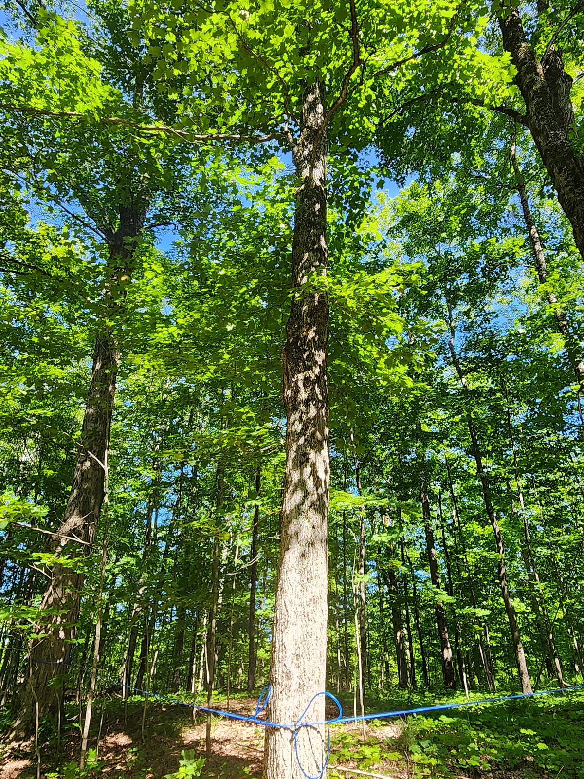 Maple Sugarbush Management Conference Maple Syrup Grading School University of Maine
