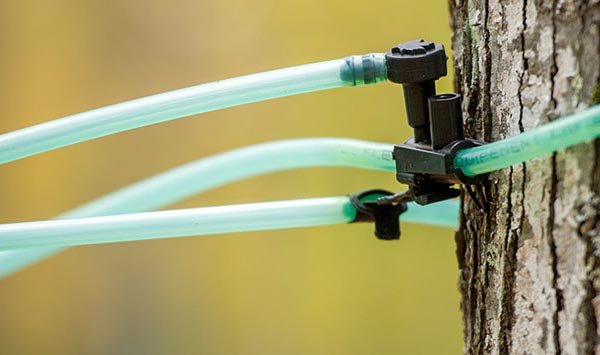 various tubes connected to a tap on a maple syrup tree