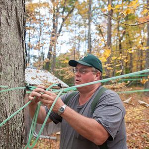 producer tapping maple trees