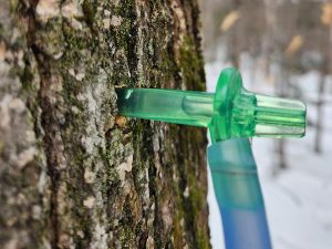 tubing for tapping maple trees