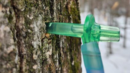 tubing for tapping maple trees