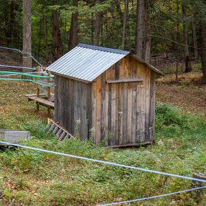 maple sap collection shack in the woods