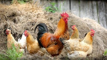 chickens and roosters in hay