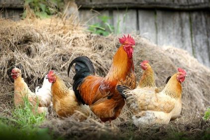 chickens and roosters in hay