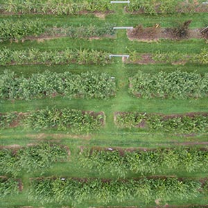 n aerial view of gardens growing on land