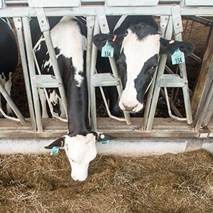 image of livestock in a barn setting for the livestock production course button link