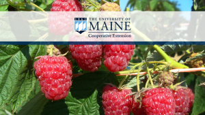 Picture of raspberries on a cane with University of Maine Banner