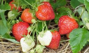 Strawberries ripe on plant