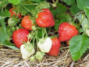 Strawberries ripe on plant