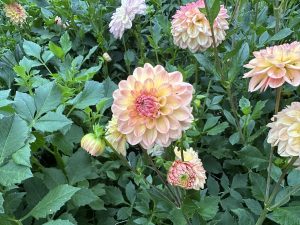 Beautiful dahlia plants with big pink blossoms