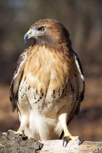Red Tail Hawk watching intently.