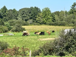 Cows grazing in a grassy field.