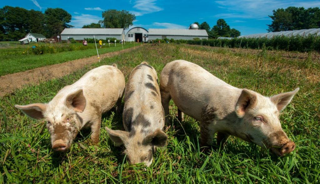 Three dirty piglets standing in green grass with barn in background.