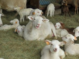 Mother sheep with kids laying in hay in barn.