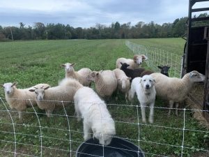 Flock of sheep protected by their dogs.