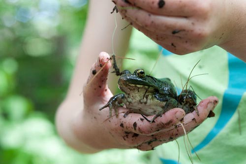 a teenagers hand holding a frog
