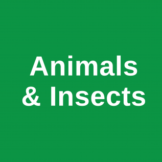 Green square with text Animal and Insects