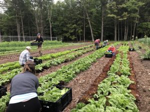 people in a field, harvesting from rows of lettuce into bins for donation. 