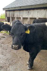 a closeup of a cow at Aldemere Farm