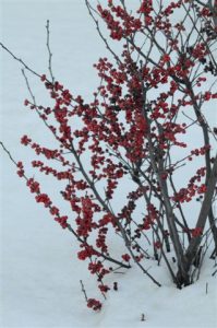 shrub with red berries