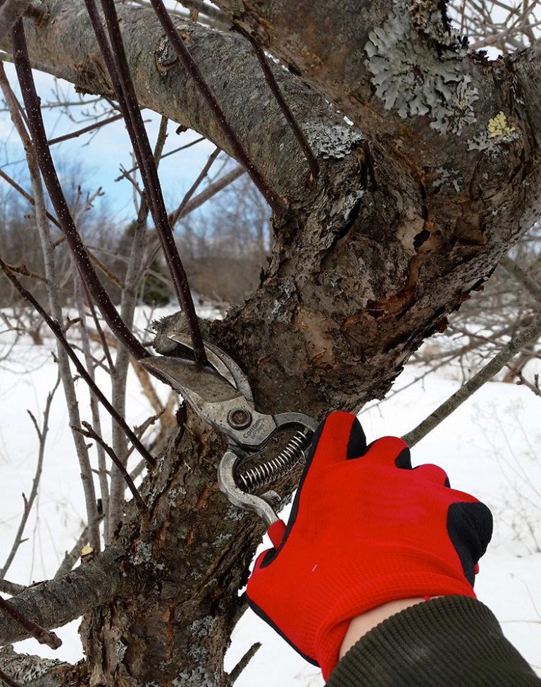 4Part Pruning Woody Landscape Plants Course Cooperative Extension in