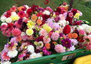 colorful collection of harvested dahlias