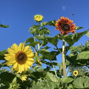 Yellow and orange sunflowers with blue sky in background. 