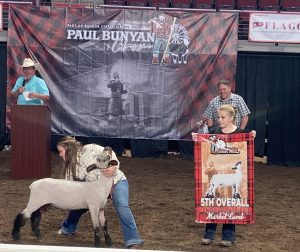 4-H youth showing market lamb